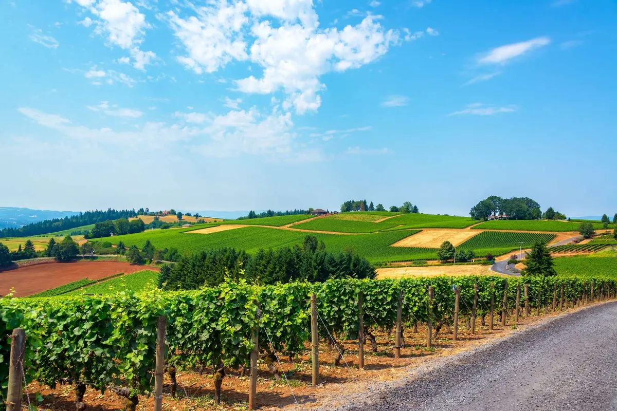 A scenic view of rolling vineyards under a blue sky, with distant trees and a tranquil ambiance. The image evokes the wine country landscape and the spirit of regional exploration.